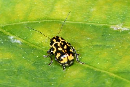 Réf. 215 339 : Pachybrachis sp.